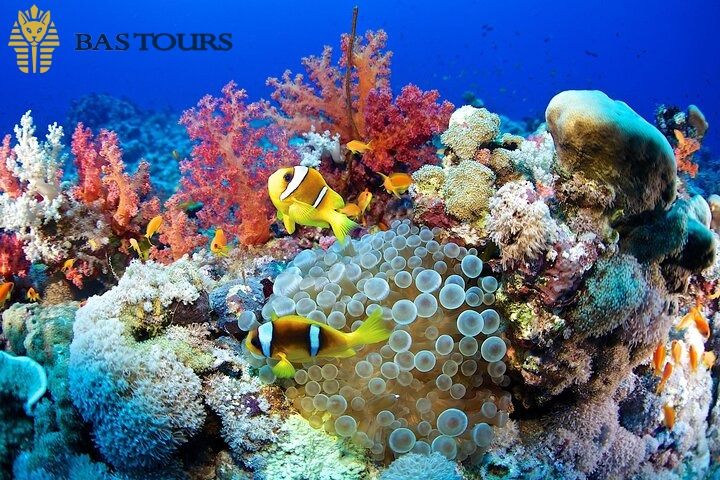 Diver Show & Live Marine Commentary