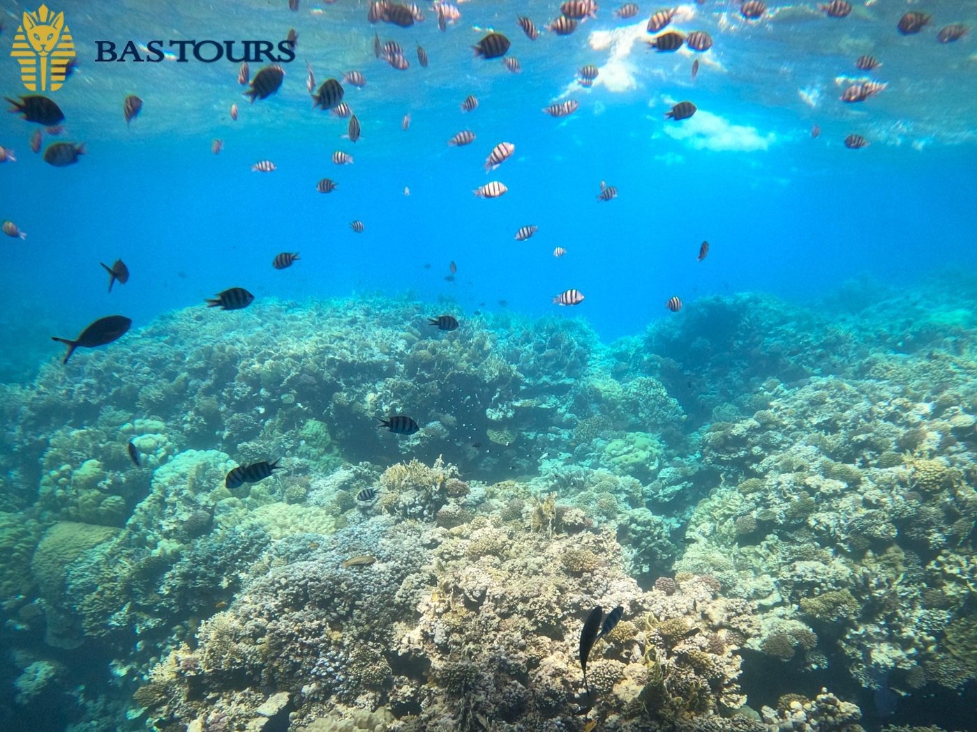 Excursion – Semi-Submarine from Marsa Alam