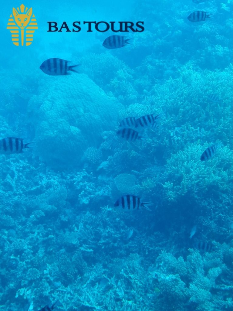 Hurghada Glass Bottom Boat: Giftun Island Tour with Snorkeling & Buffet Lunch