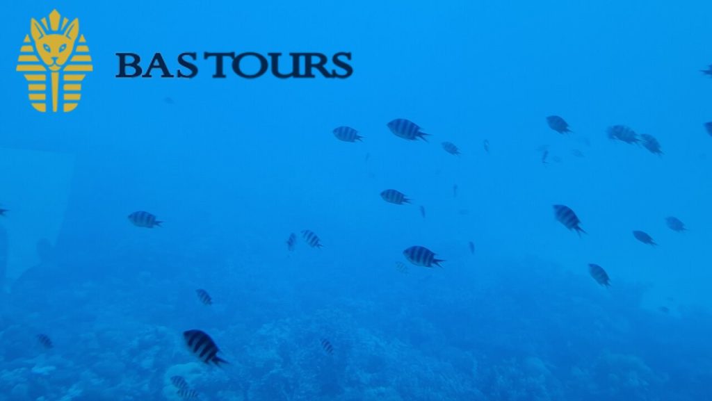 Hurghada Glass Bottom Boat: Giftun Island Tour with Snorkeling & Buffet Lunch