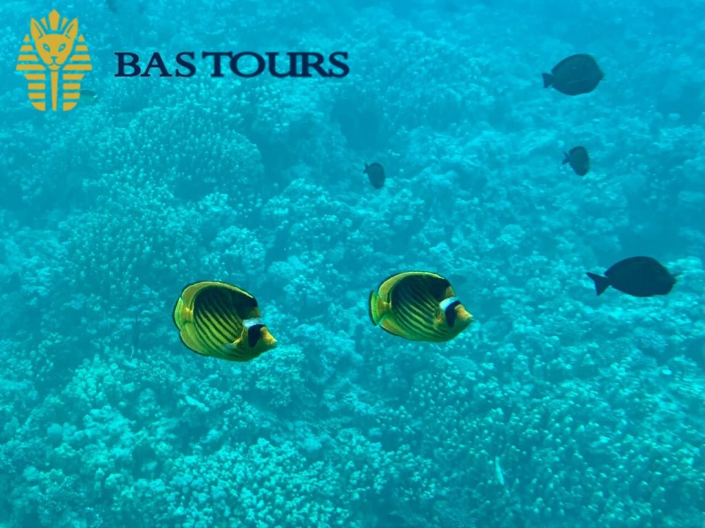 Hurghada Glass Bottom Boat: Giftun Island Tour with Snorkeling & Buffet Lunch