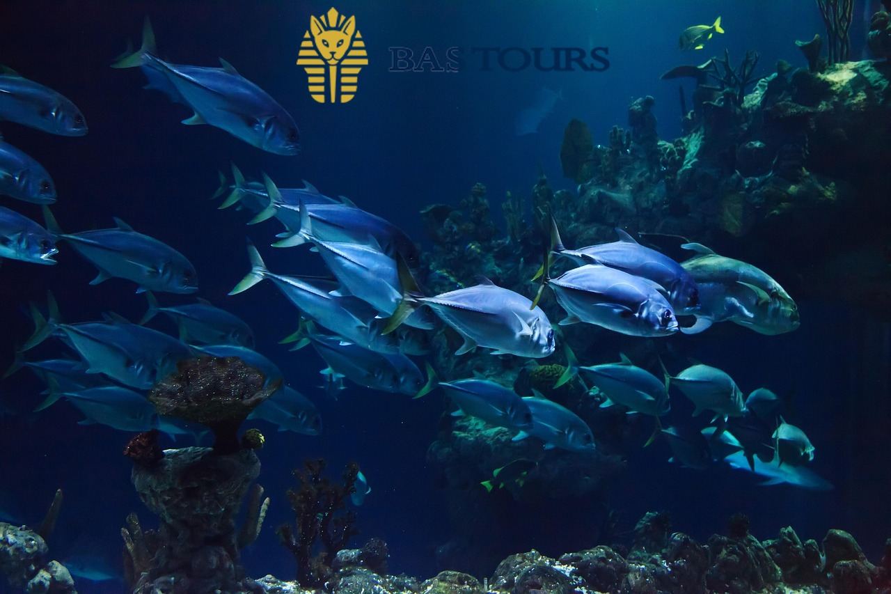 Alexandria Aquarium