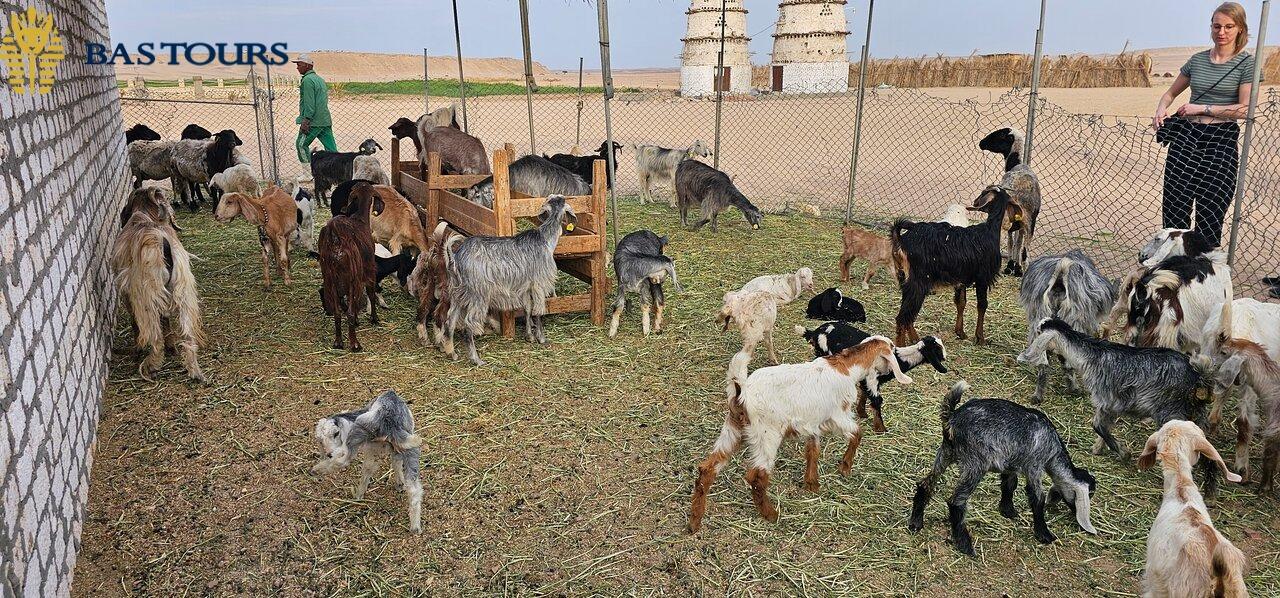 Meet the Bedouins: A Glimpse into Traditional Desert Life