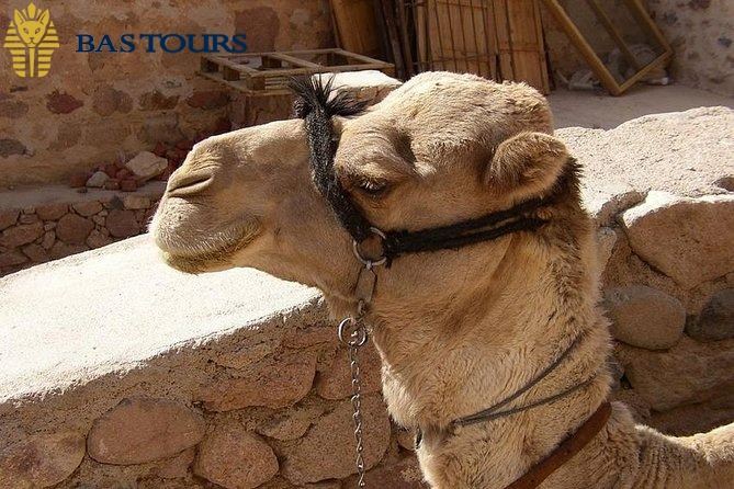 Camel Ride Experience: A Peaceful Journey Through the Sands