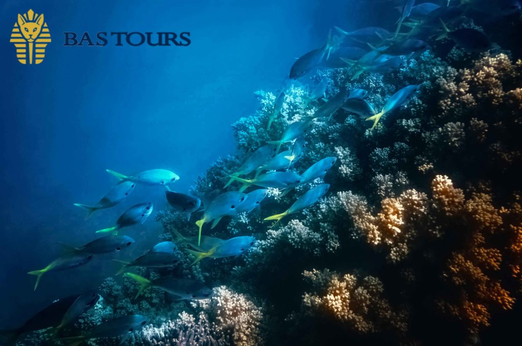 snorkeling excursion