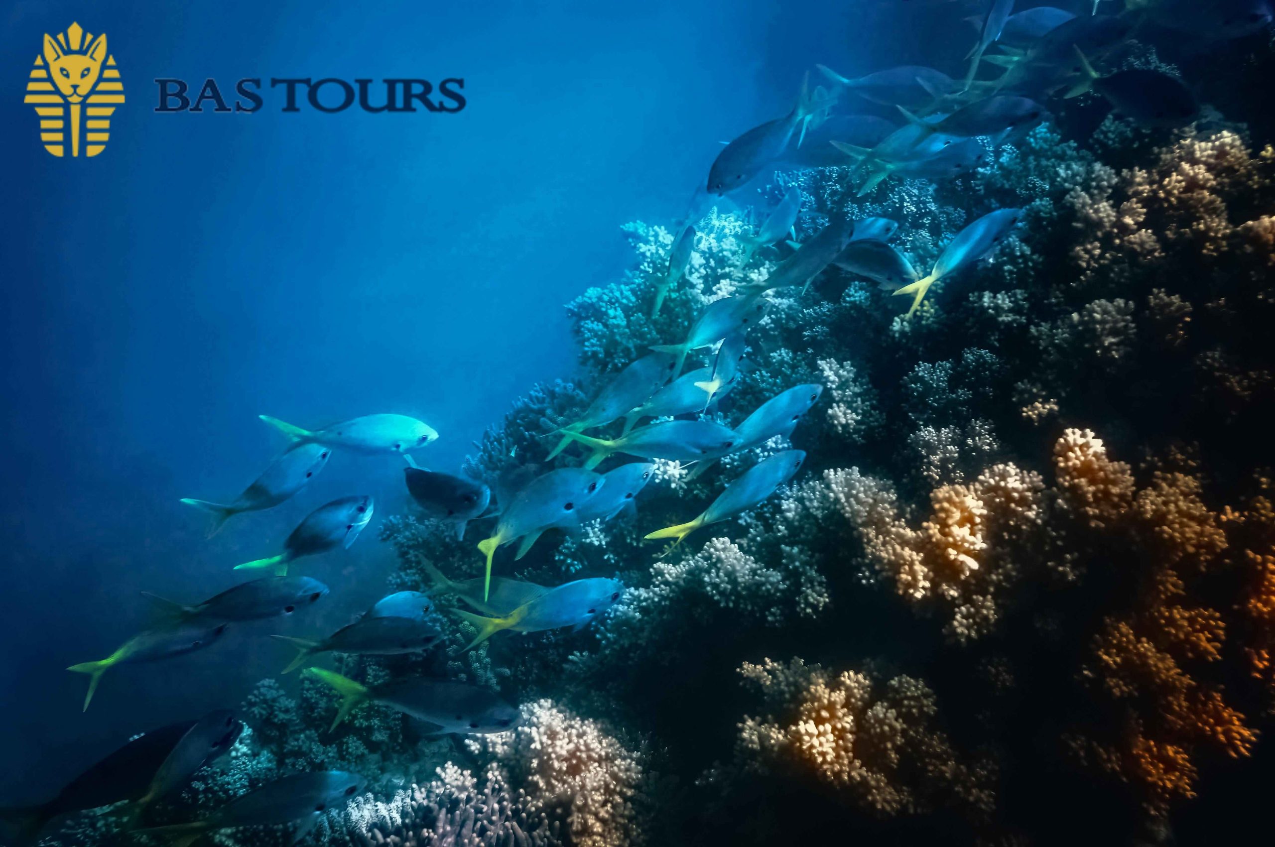 snorkeling excursion