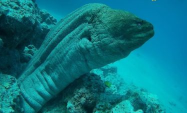 Orange Bay Yacht Trip from Hurghada