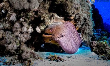 Hurghada Diving Boat Tour – Red Sea Group Diving Trip