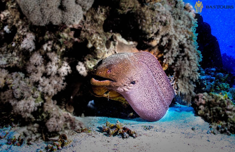 Hurghada Diving Boat Tour – Red Sea Group Diving Trip