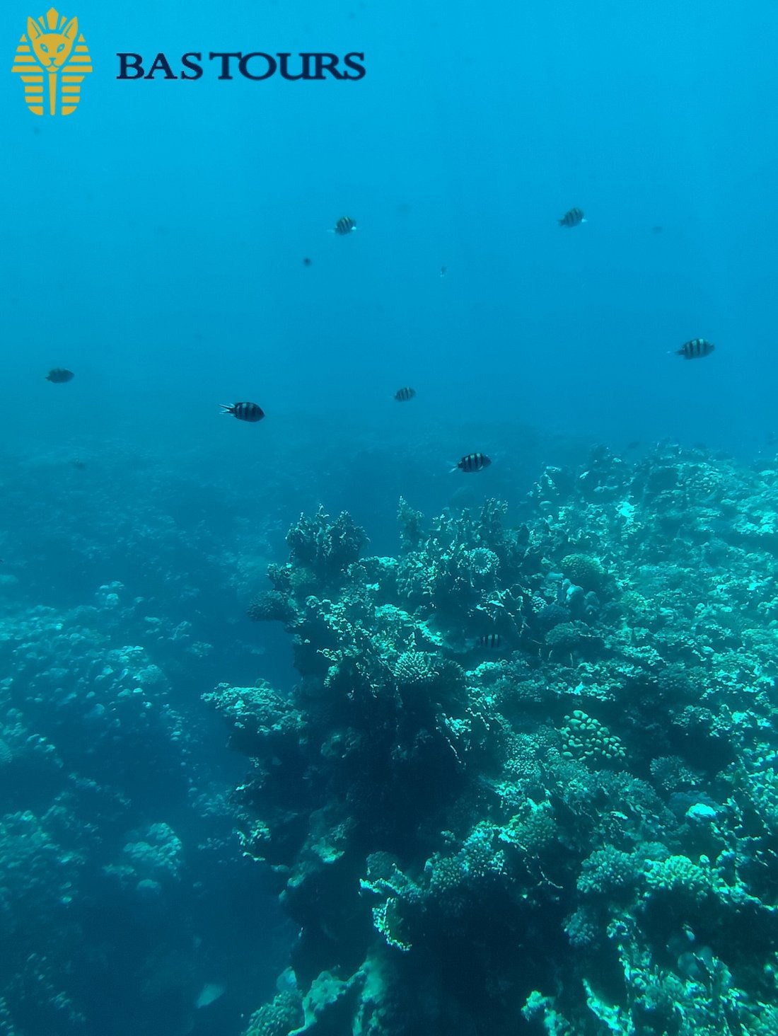 Optional Snorkeling Session by the Coral Reefs