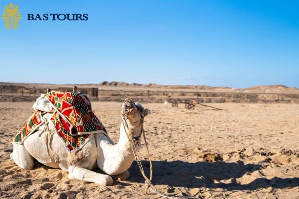 Exciting Quad Bike Ride Across Marsa Alam Desert