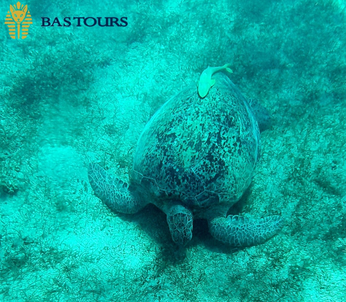 Spotting Sea Turtles in the Red Sea’s Natural Habitat