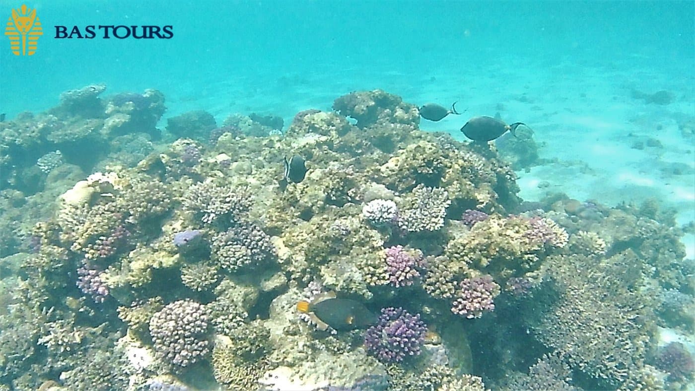 Colorful Coral Reefs and Clownfish: Meet Nemo