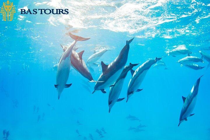 Dolphin Watching & Snorkeling Tour